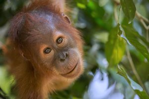 Protecting the orangutans