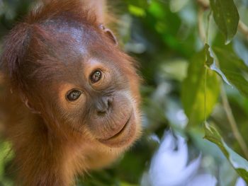 Protecting the orangutans
